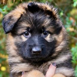 Alpha - Sable male German Shepherd puppy in Canton, Texas from WILDWOOD GERMAN SHEPHERDS