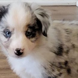 American Eskimo Dogs and Miniature American Shepherds from Connie's American Eskimo Dogs and Mini American Shepherd Dogs