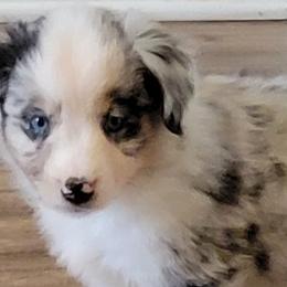 American Eskimo Dogs and Miniature American Shepherds from Connie's American Eskimo Dogs and Mini American Shepherd Dogs