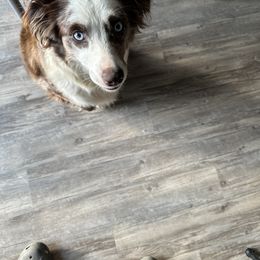 Miniature Australian Shepherd All Grown Up from ST. J’s Mini Aussies