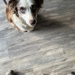 Miniature Australian Shepherd All Grown Up from ST. J’s Mini Aussies