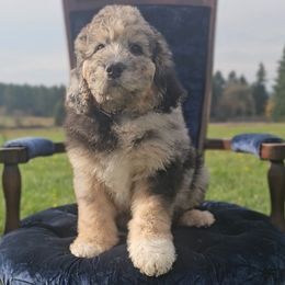 Percy - Merle male Saint Berdoodle puppy in Battle Ground, Washington from Mad Hatter Farms Saint Berdoodles