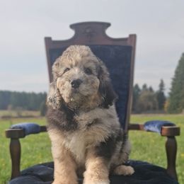 Percy - Merle male Saint Berdoodle puppy in Battle Ground, Washington from Mad Hatter Farms Saint Berdoodles