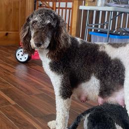 Bernedoodles and Poodles from Country Breeze Doodles & Poodles