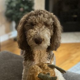 Goldendoodles from Doodles of Stonington