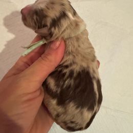 Maple - Red merle female Australian Shepherd puppy in Columbia Falls, Montana from Firefly Horse Co Wellness Retreat Center