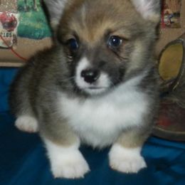 Pembroke Welsh Corgi Puppies from Wild West Corgis of Texas