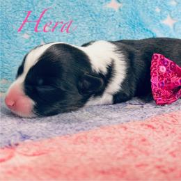 Hera - Black and white female American Corgi puppy in Cocoa, Florida from Cascadian Space Coast Corgis LLC