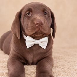 Boy 4 - male Labrador Retriever puppy in Chicago, Illinois from Urbane Retrievers