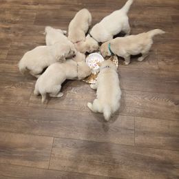 Golden Retriever Puppies from 255 Goldens