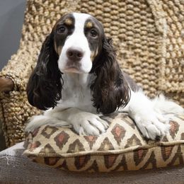 Gemma - English Springer Spaniel