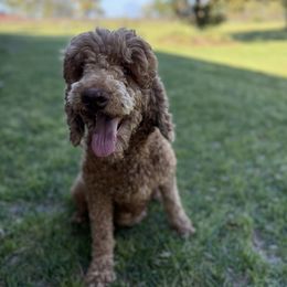 Aussiedoodles from Sandy Snout Doodles