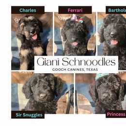 Boy 8 - male Schnoodle puppy in Pleasanton, Texas from Gooch Canines (Giant Schnoodles)