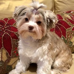 Oakley - Biewer Terrier