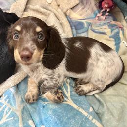Smores - Piebald female Dachshund puppy in Bradenton, Florida from Leah’s Suncoast Doxies