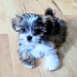 Sage - Brindle male Lhasa Apso puppy in Hillsboro, Oregon from Luv-N-Laughter Lhasa Apsos