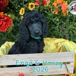 Boy 2 - Blue male Poodle puppy in Tullahoma, Tennessee from Urban Hero Poodles