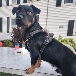 Blaze - American Hunt Terrier