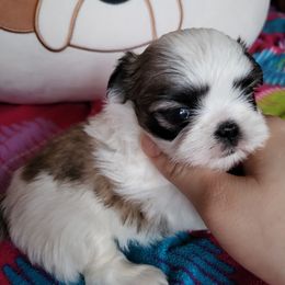 Shih Tzu Puppies from Jannete's Shih Tzus