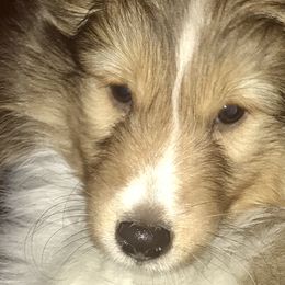 Boy 1 - Shetland Sheepdog puppy in Montauk, New York from Hillbrae Shetland Sheepdogs