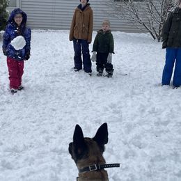 Belgian Malinois from Gillis Malinois