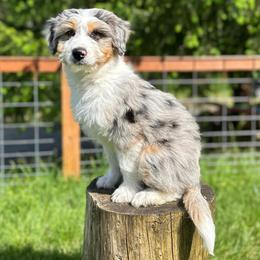 Edmund - Blue merle male Aussiedoodle puppy in Arlington, Washington from Doodle Love Laugh