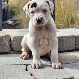 Syrax - White and black female American Bulldog puppy in Colorado Springs, Colorado from Calamity K9s