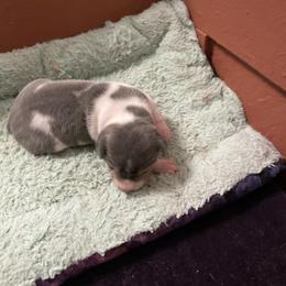 Kai - White and blue male Rat Terrier puppy in Gig Harbor, Washington from DHart Farm & Kennel