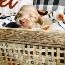 Dachshund Puppies from Mill Creek Dachshunds