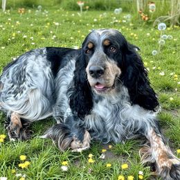 Miss Molly - English Springer Spaniel