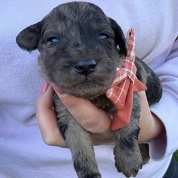 Daphne - Blue merle female Bordoodle puppy in Canfield, Ohio from Poo's Doo's & Inu's