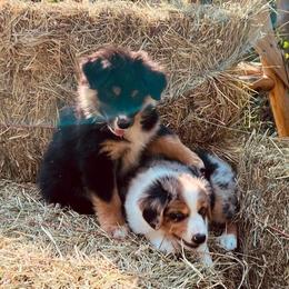 Australian Shepherd Puppies from Black Canyon Corral Aussies