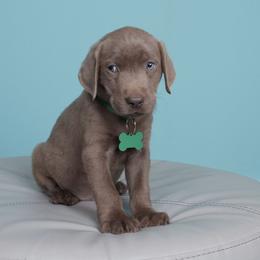 Silver Scooby Doo - Silver male Dilute Retriever puppy in Missouri City, Texas from Labrador Retriever Puppies