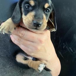 Grace Girl 3 - Black and tan female Dachshund puppy in Bigfork, Minnesota from Dachshunds Up North