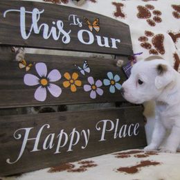 Jack Russell Terrier Puppies from Spritely Jack Russell Terriers