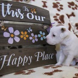 Jack Russell Terrier Puppies from Spritely Jack Russell Terriers