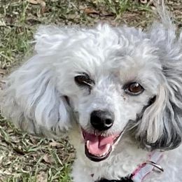 Cavapoos from Southeast cavapoos
