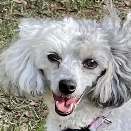 Cavapoos from Southeast cavapoos