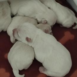 Kika - White female West Highland White Terrier puppy in Murrieta, California from San Diego Westies