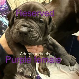 Purple collar female - Black female Boerboel puppy in Rockford, Illinois from Adoraboerboels