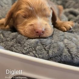 Diglett - Red male Cockapoo puppy in Perry, Arkansas from Parker's Cockapoos