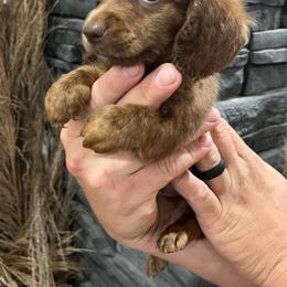 Teddy - Chocolate and cream male Dachshund puppy in Mena, Arkansas from Double B Corsos & Dachshunds