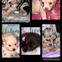 Pomeranian Puppies from GTBBF Pomeranians