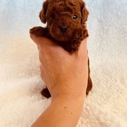 Girl 1 - Red  Poodle puppy in Marietta, Georgia from Toy Poodles by Iryna
