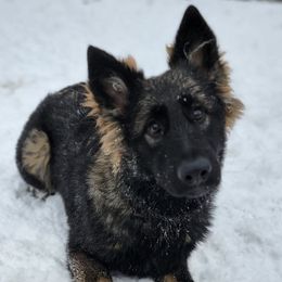 German Shepherds from The Shepherds View