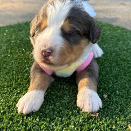 Bernedoodle Puppies from Bernedoodle Love