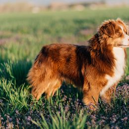Boston - Miniature Australian Shepherd