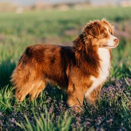 Boston - Miniature Australian Shepherd