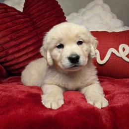 Opal - Light golden female Golden Retriever puppy in Pembroke, Virginia from Springhouse Farms