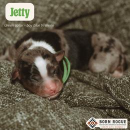 Jetty - Blue merle male Miniature American Shepherd puppy in White City, Oregon from Born Rogue Miniature American Shepherds